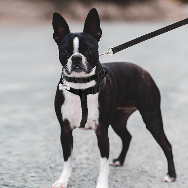 No pull dog harness leash set for small and medium dogs for training and hiking use